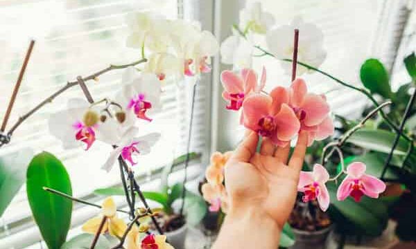 affordable home care services, caregivers near me, live in caregiver, personal caregiver, PSW